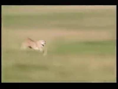 🔥 Incredible speed of Cheetah - 60mph under 3 sec