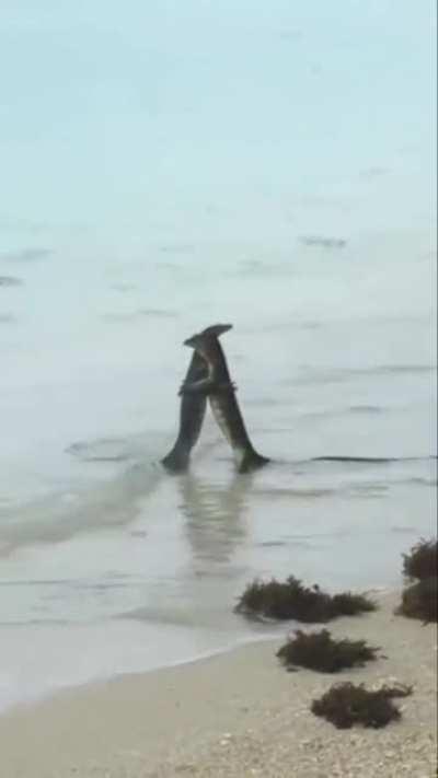 🔥 Two Monitor Lizards Hugging. Is this too much to ask for?