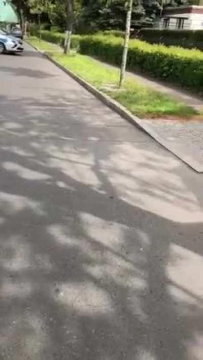 Berlin Police guarding the way for a sounder of wild boars in Berlin-Zehlendorf