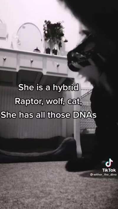 im buying me a RAPTOR WOLF CAT MY DUDES