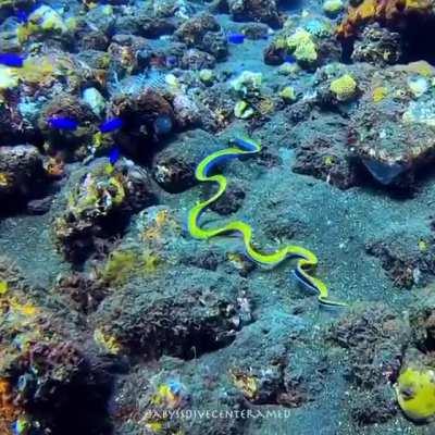 A rare sighting in open water of a gorgeous ribbon eel which starts life as a male and ends as a female. (1st post more details)