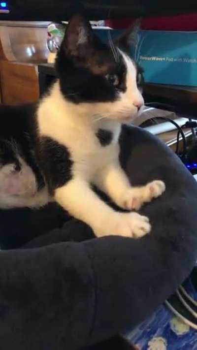 Gracie needs a cuddle and some biscuit making before a nap