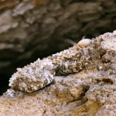 Thanks I hate convincing spider-tailed snakes.