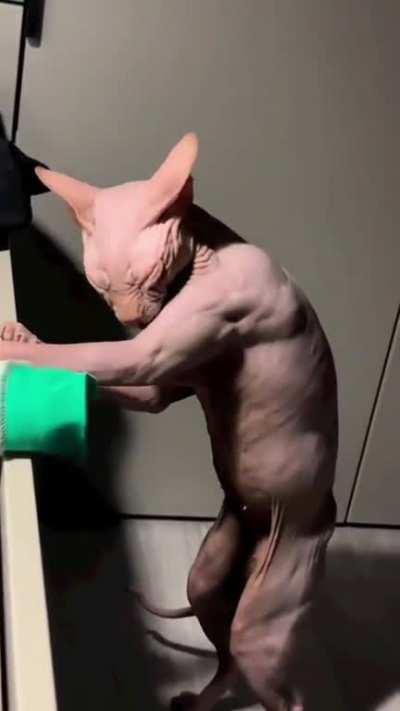 what does he eat? cat food or protein?