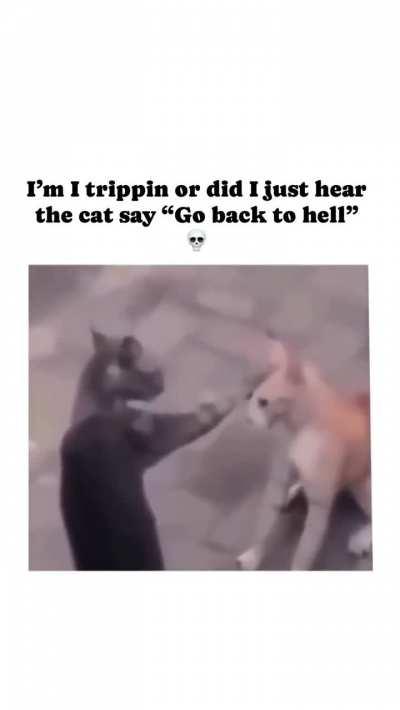 blursed_catfight