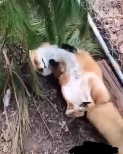 Uma raposa para alegrar seu dia