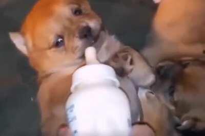WCGW giving your pup a bottle