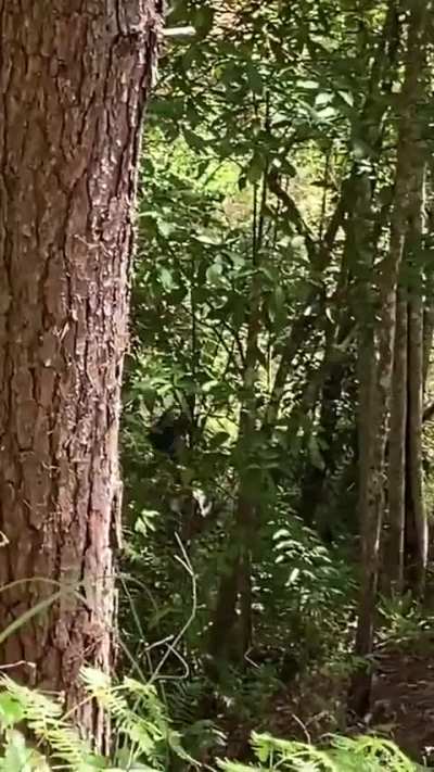 Cambodian soldier running away from engagement with Thai troops, before ramming himself into a banana tree, breaking his neck which killed him on the spot.