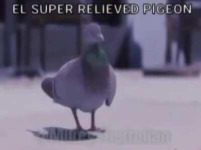 El super dope relieved pigeon