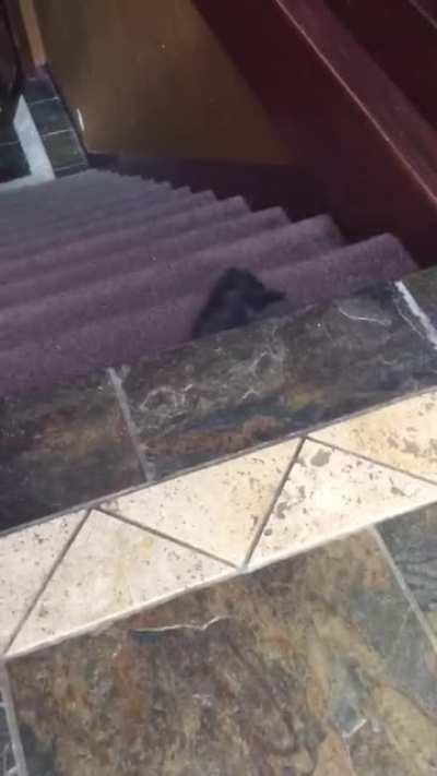 My grandma sent me a video of her new kitten that she found outside