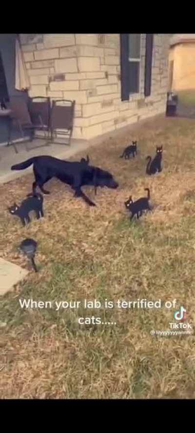 He's as still as the decorations