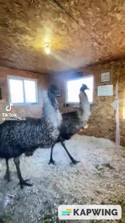 Baby Emus like to dance and it never stops.