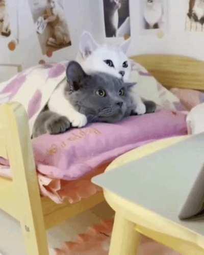 I've never seen a couple so in love, I envy them... 😻😻😩