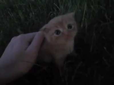 Cute tiny kitten