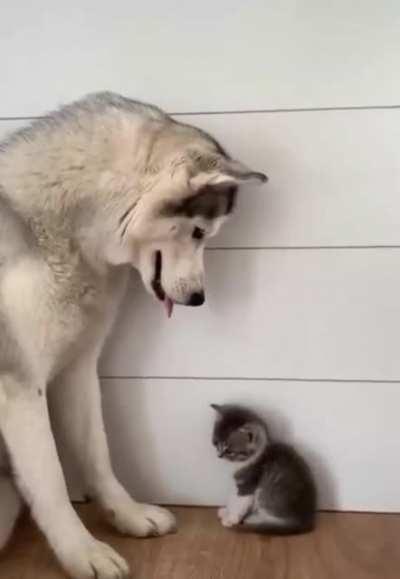 I’ll protect you little one