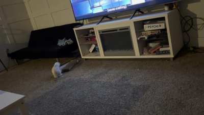 Is my dog’s behavior towards my kitten concerning?