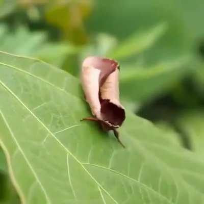 The fantastic dead leaf mimicry of the Uropyia meticulodina moth lets it hide in plain sight