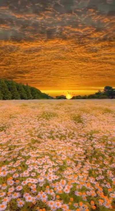 Urashima Flower Park, Japan