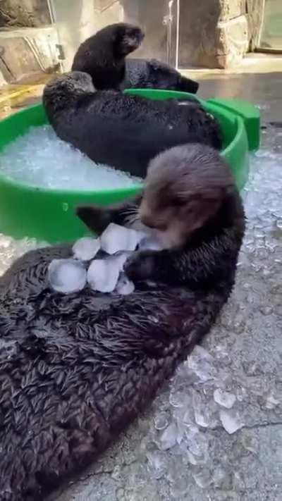 Sea Otter overwhelmed by Ice