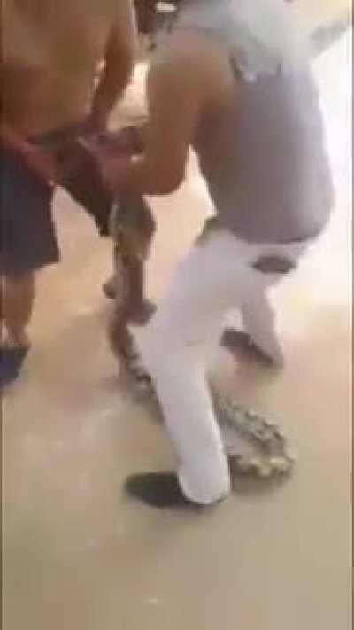 Picadura de la cobra gei que note pique a ti !!!!