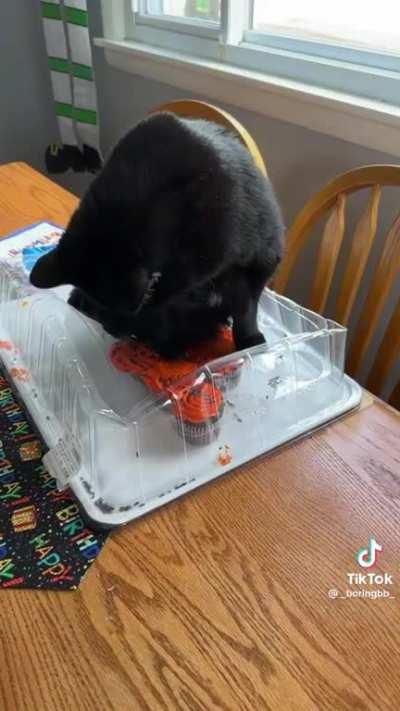 cats will do anything but sleep in the beds purchased for them