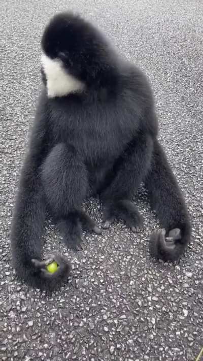 This guy just made monkey’s day with some grapes