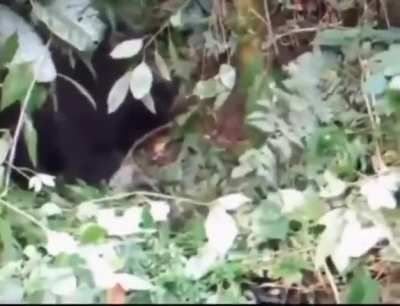 Baby gorilla pounds it’s chest for the first time and knocks itself over.