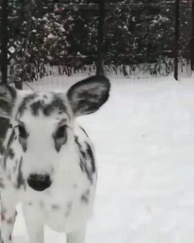 A deer of a different color