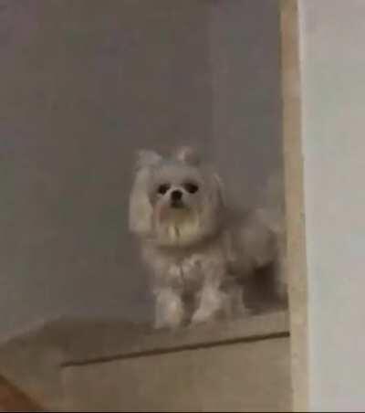 This lightbulb was bad and started flashing, so my dog thought it was a good idea to stand on the top of the stairs and look at me with this deep soulless expression