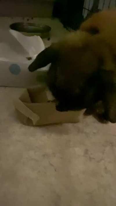 Viola being excited for her Xmas treat 🥰 (don’t mind my voice crack lol)