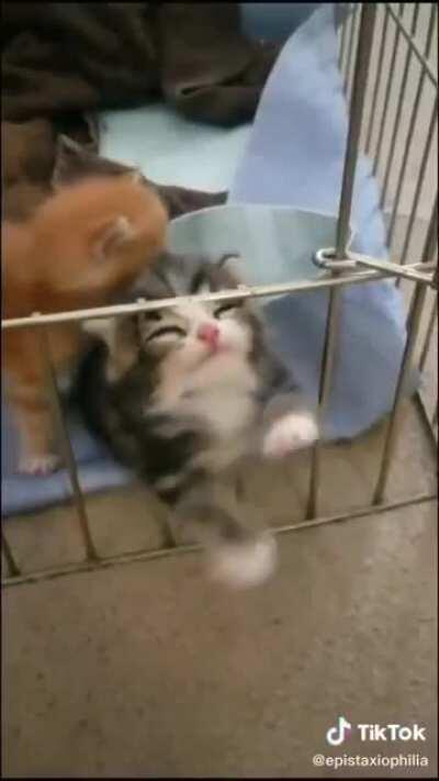 DESPERATE PLEAS OF INNOCENCE