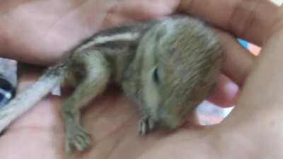 A rescued Indian palm squirrel baby