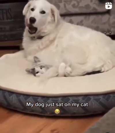 Kitty crushed doggy style