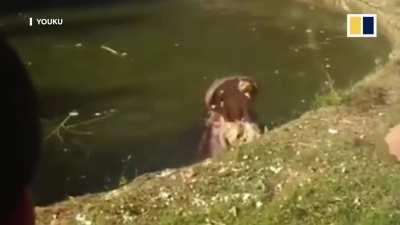 Chinese tourists irresponsible behaviors in zoos