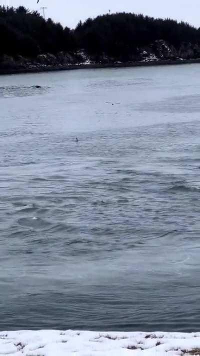 Killer whale scary close to shore