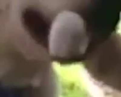 dawg and cat (WARNING LOUD SONDS)