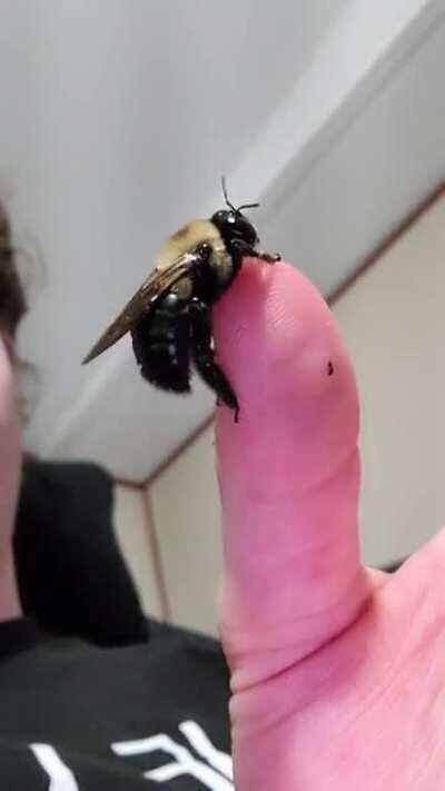 I have never pet a bee before, always wanted to since i have to let them out of my screened in porch all the time . . . i finally took my chance, after feeding ;) (NC Carpenter Bee USA)