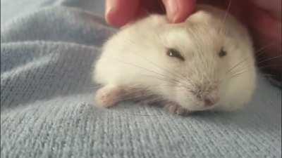 Squishy hamster yes