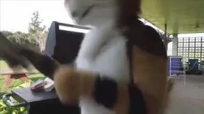 All furries in the world should do what this furry does at the end of the video 