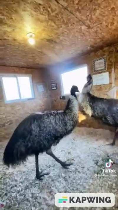 If modern Birds can get the zoomies, does that mean other Dinosaurs got them too?