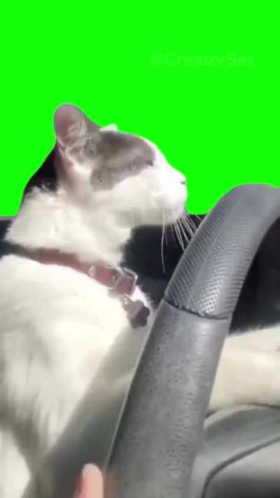 [GREEN SCREEN] Cat driving a car Meme Template