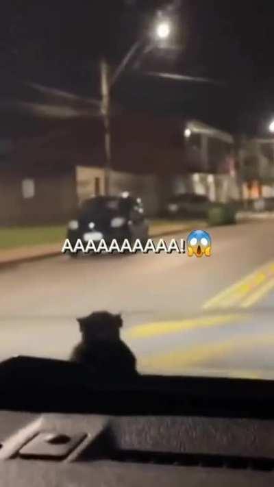 O ratatouille 🐀🐀🐀