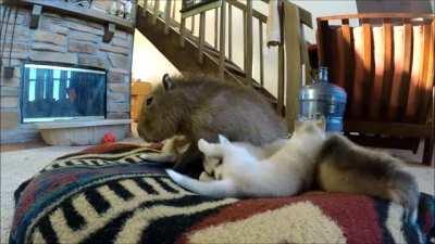 Capybara and baby huskies
