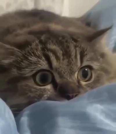 The eyes of a true predator