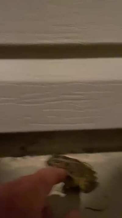 Froggy likes to be pet like doggy