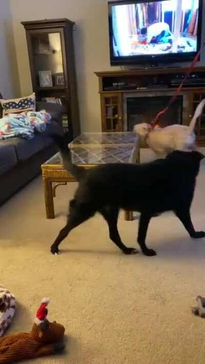 Gideon (15 wk golden) and Zeta (13 yr lab/border collie) getting along just fine.