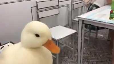 Petting a damn fine duck