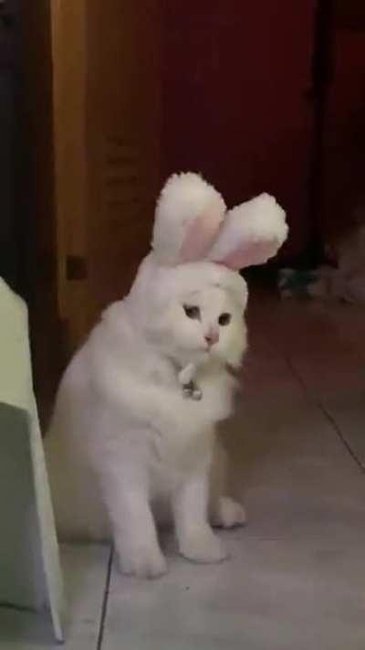 I bought a bunny ear hat for my cat😅