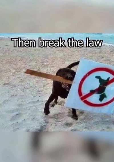 We finally know what da dog doin