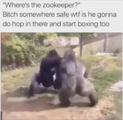 Harambe before the fame...